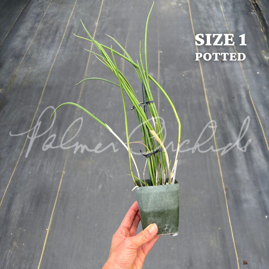 Brassavola SVO Crazyarachno (Brassavola perrinii × Brassavola